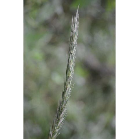 Elymus repens