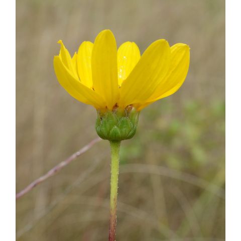 Helianthus pauciflorus