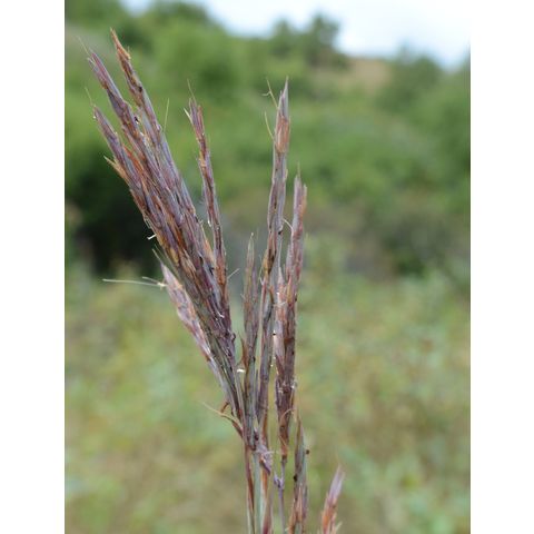 Andropogon gerardii
