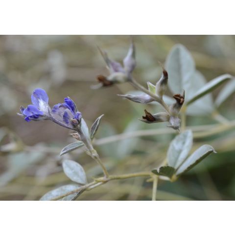 Pediomelum argophyllum