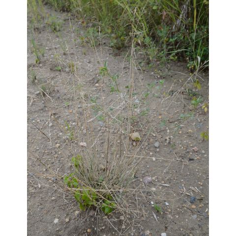 Puccinellia nuttalliana