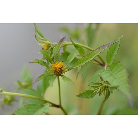 Bidens frondosa