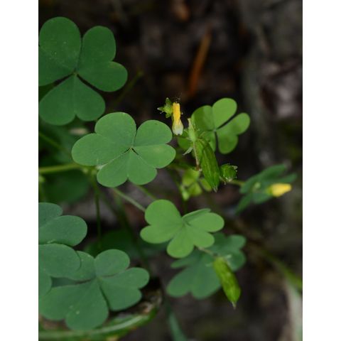 Oxalis stricta