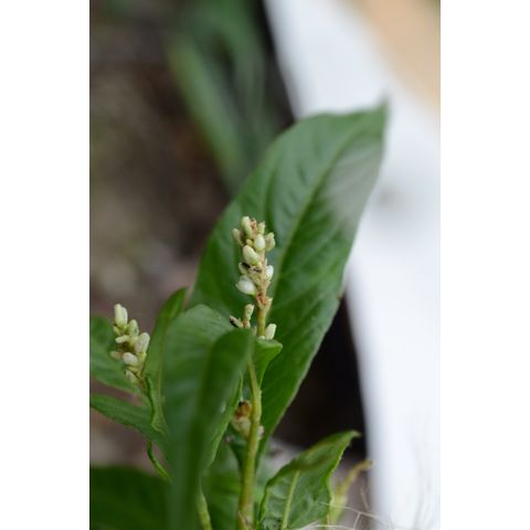 Polygonum lapathifolium