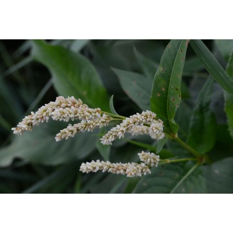 Polygonum lapathifolium