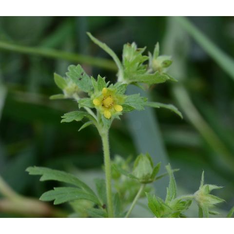 Potentilla rivalis
