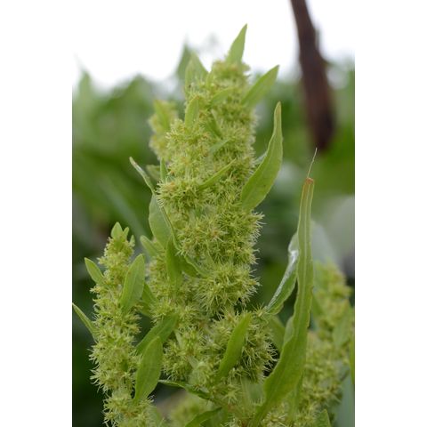 Rumex maritimus