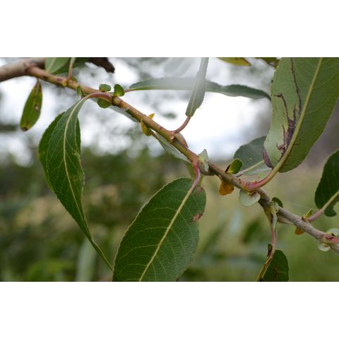 Salix amygdaloides