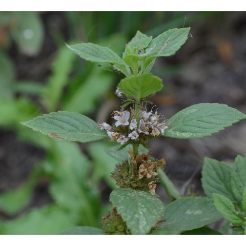 Mentha arvensis