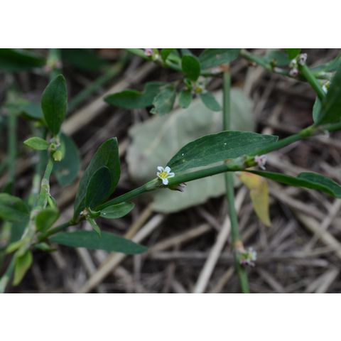 Polygonum aviculare