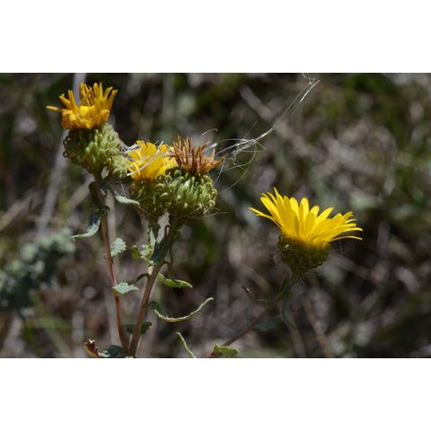Grindelia squarrosa
