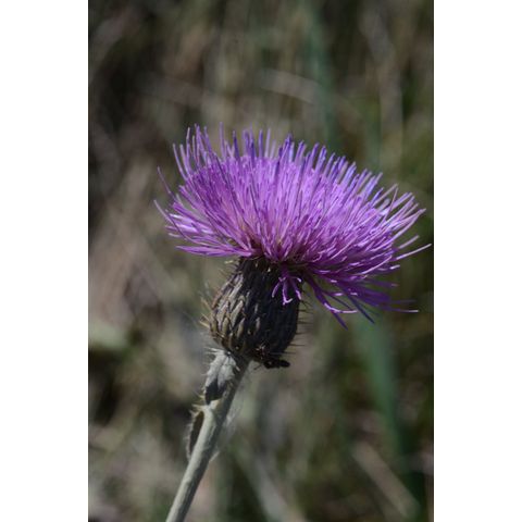Cirsium flodmanii