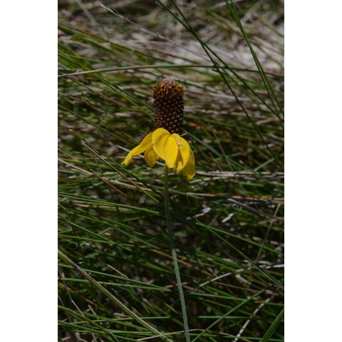 Ratibida columnifera