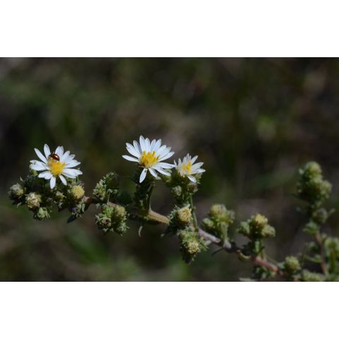 Symphyotrichum ericoides