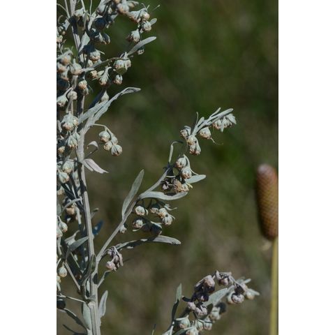 Artemisia absinthium