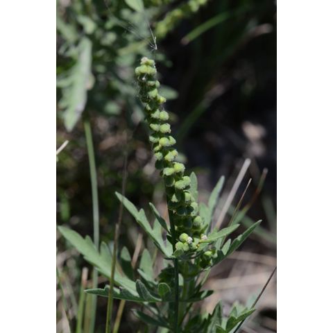 Ambrosia psilostachya