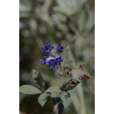 Pediomelum argophyllum