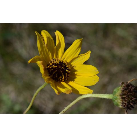 Helianthus pauciflorus