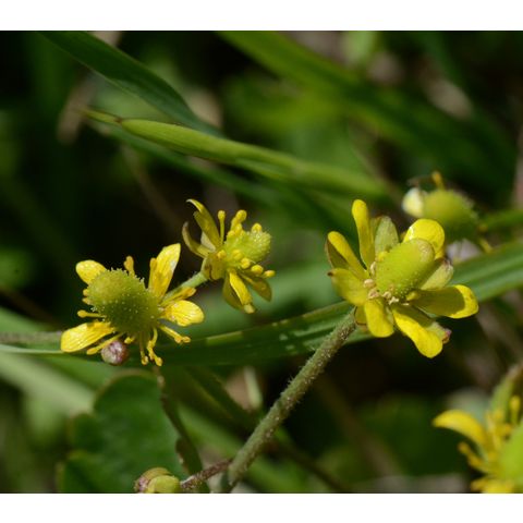 Ranunculus cymbalaria