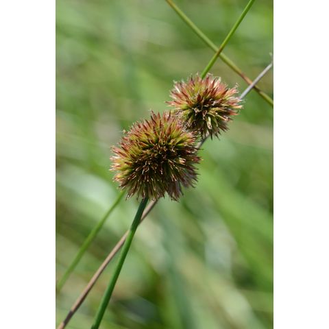 Juncus torreyi