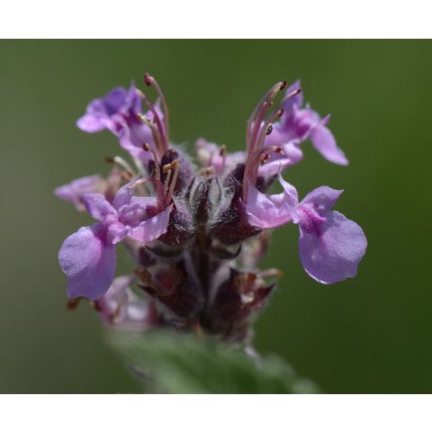 Teucrium canadense