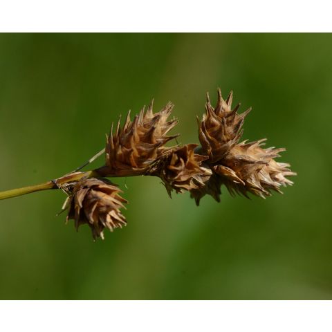 Carex brevior