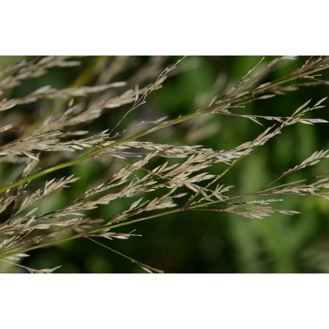 Agrostis hyemalis