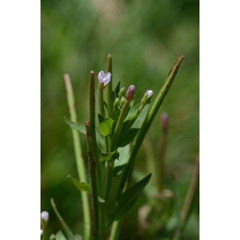Epilobium ciliatum