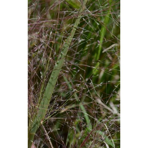 Muhlenbergia asperifolia