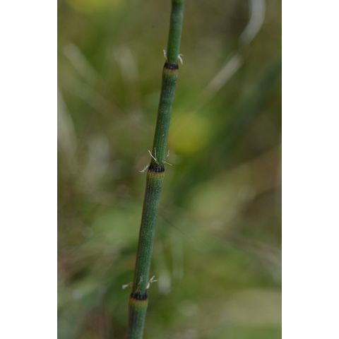 Equisetum laevigatum