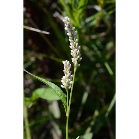 Polygonum lapathifolium