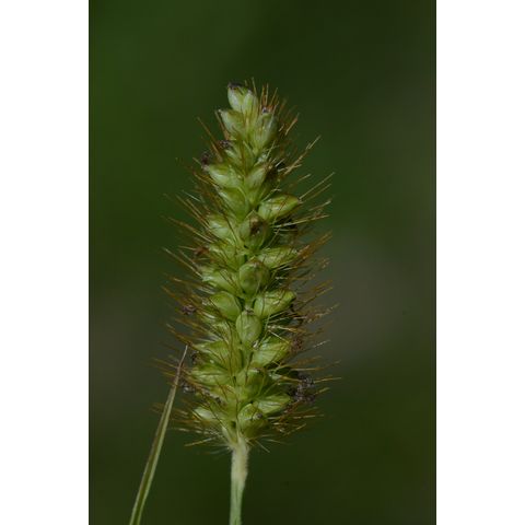Setaria pumila