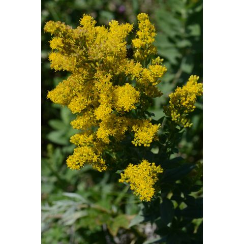 Solidago canadensis