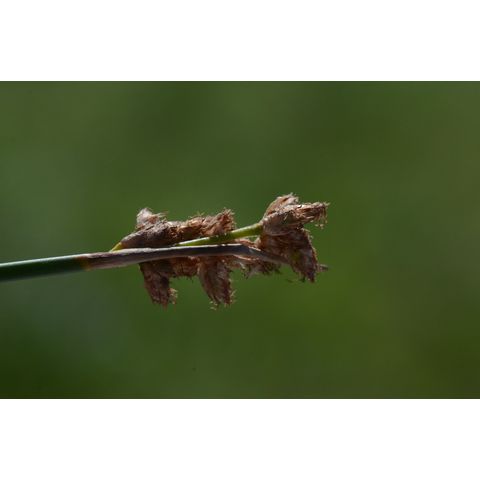 Schoenoplectus acutus