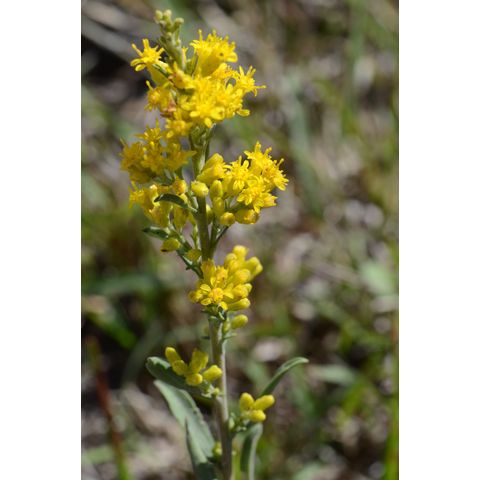 Solidago nemoralis