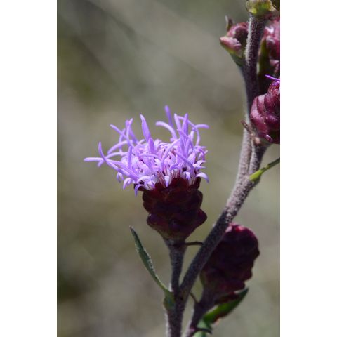 Liatris aspera
