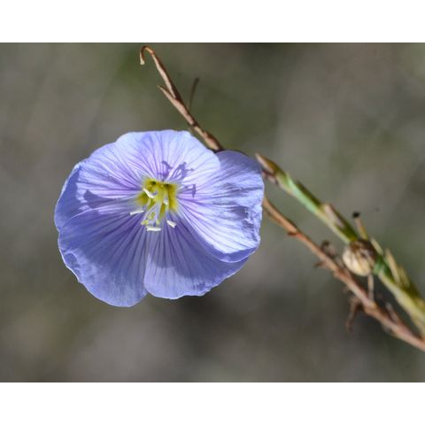Linum perenne