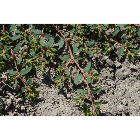 Chamaesyce serpyllifolia