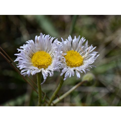 Erigeron glabellus
