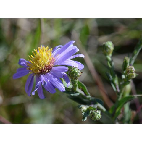 Symphyotrichum laeve