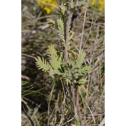 Potentilla pensylvanica