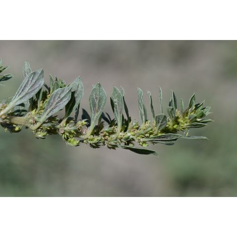 Amaranthus graecizans