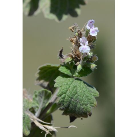 Nepeta cataria