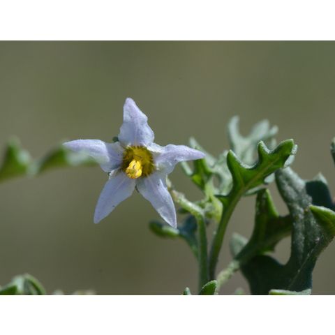 Solanum triflorum