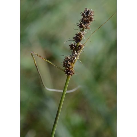 Carex sartwellii