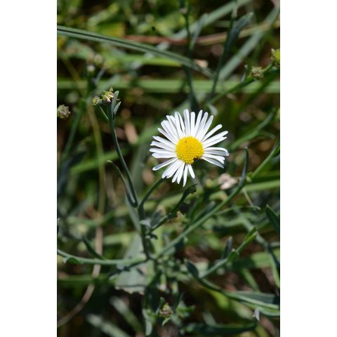 Almutaster pauciflorus