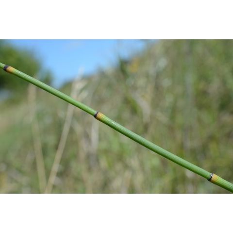 Equisetum laevigatum