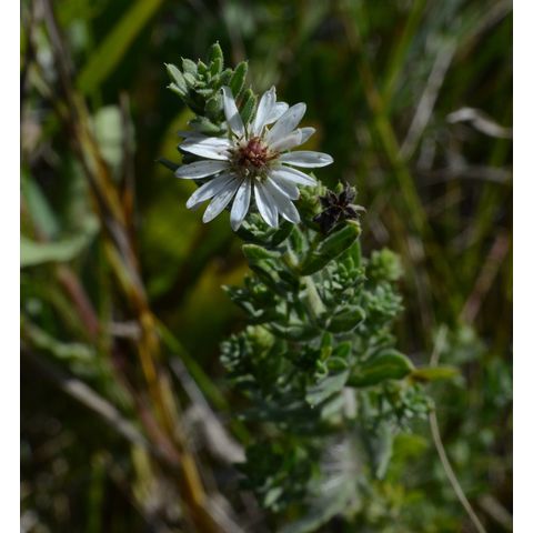 Symphyotrichum ericoides