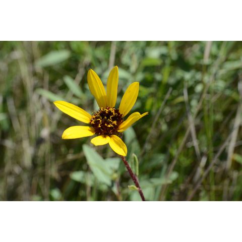 Helianthus pauciflorus