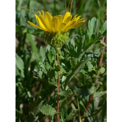 Grindelia squarrosa
